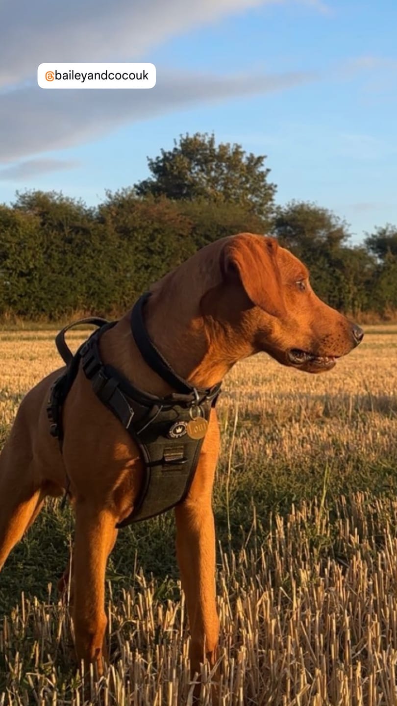 Customer photo review of Trail & Glow Tweed Dog Harness - Forest Tweed