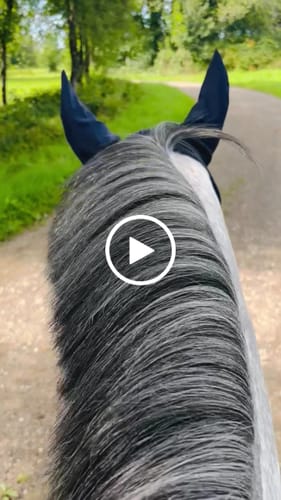 Customer video review of Strotonin Horse Support