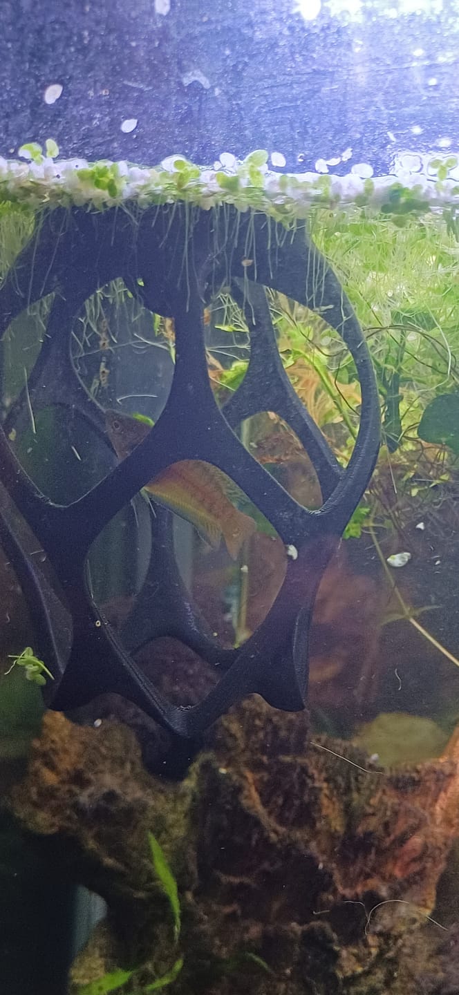 Customer photo review of Floating Betta Play-Ground with Worm Feeding Station - Aquarium Ornament