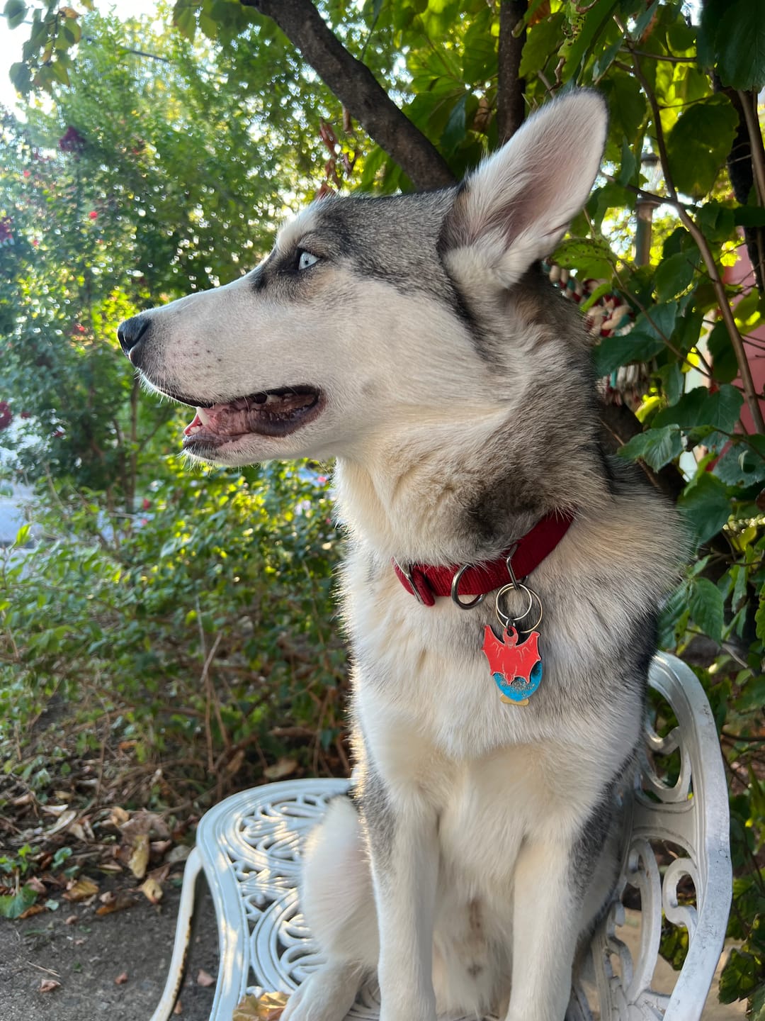 Customer photo review of PET TAG