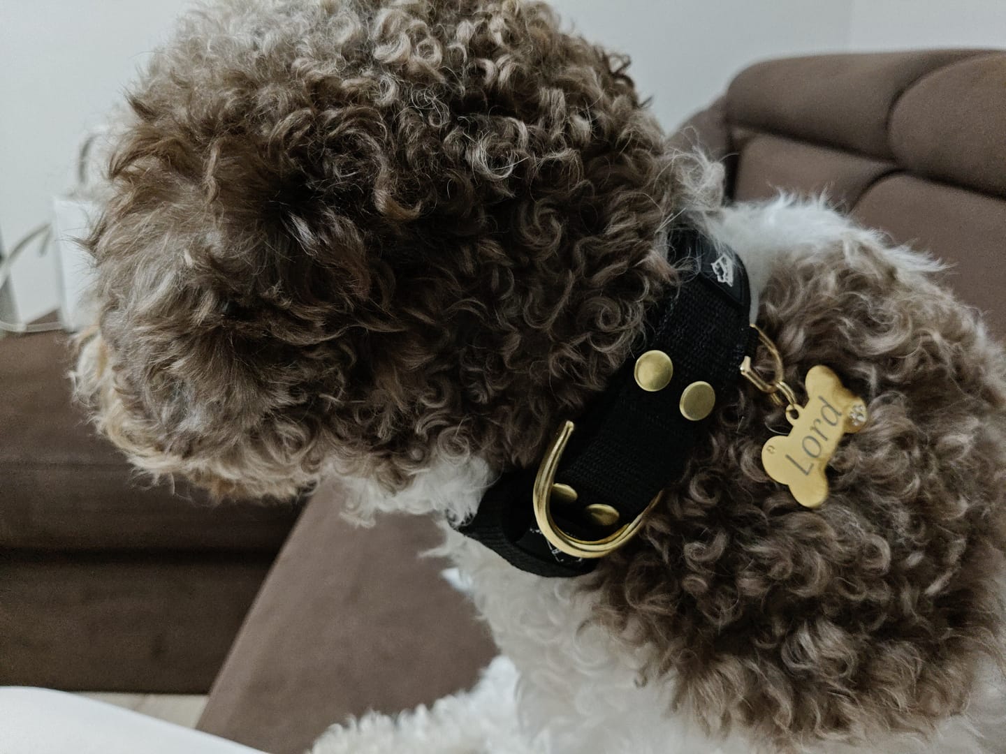 Customer photo review of Smycz nylonowa Walk Leash – Golden Edition Czarna