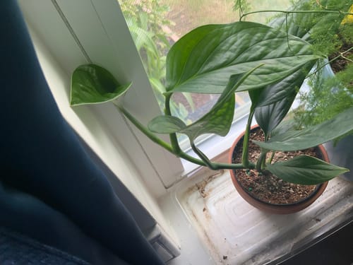 Customer photo review of Monstera Pinnatipartita