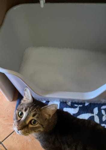 Customer photo review of Extra-Large Open Splash-Proof Cat Litter Box