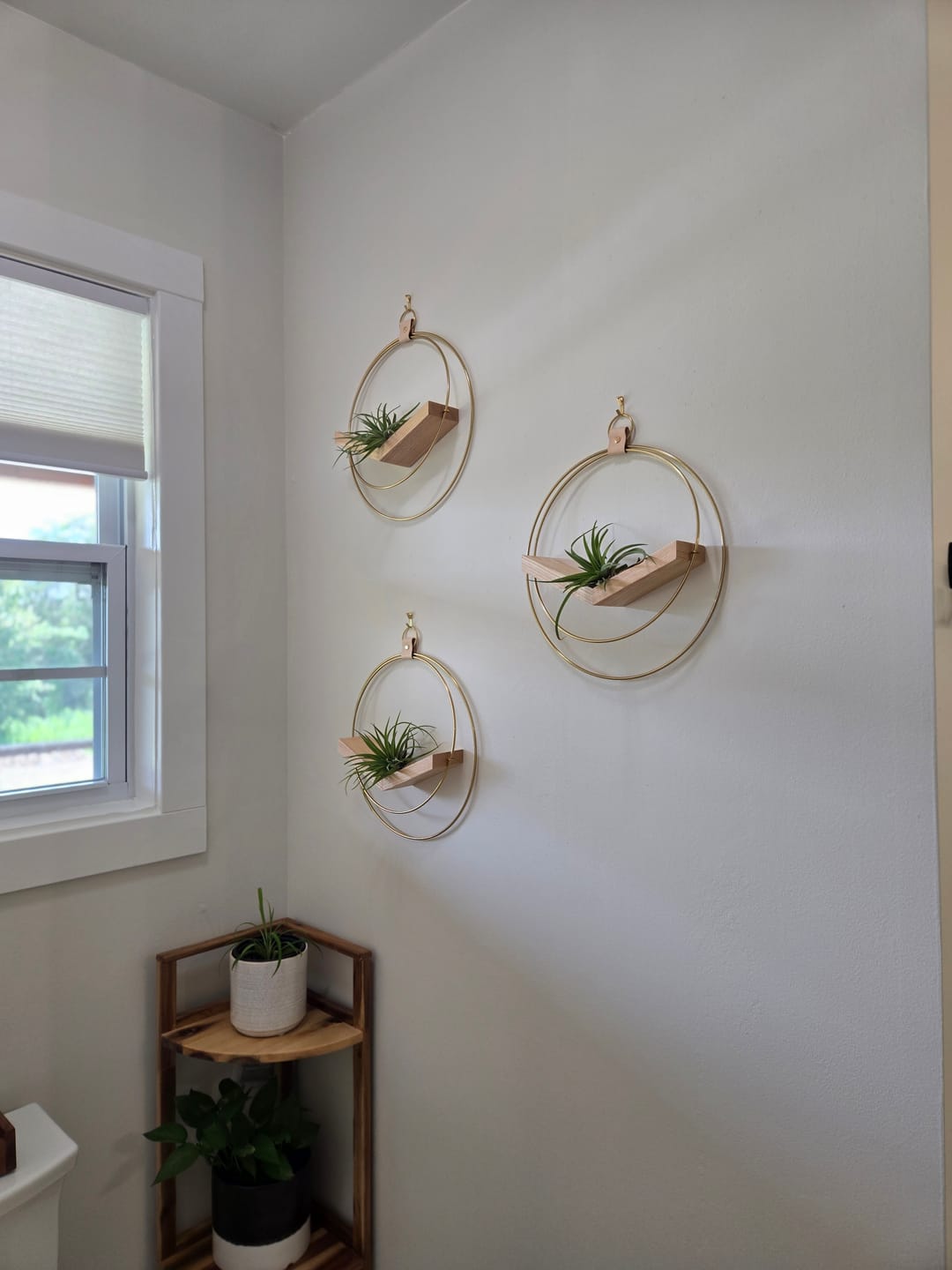 Customer photo review of Air Plant V-Hanger Trio