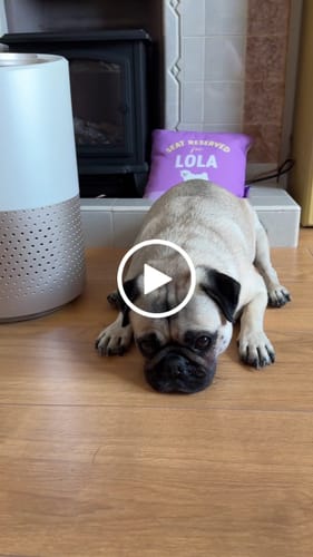 Customer video review of Pet Air Purifier