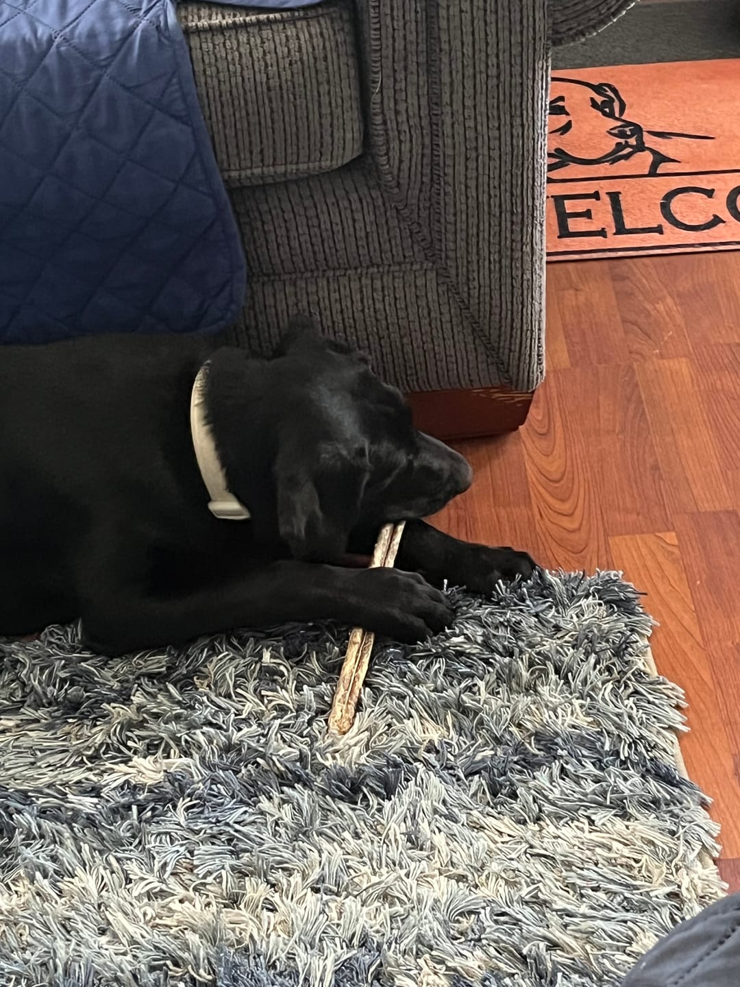 Customer photo review of 12 Inch Standard Bully Stick