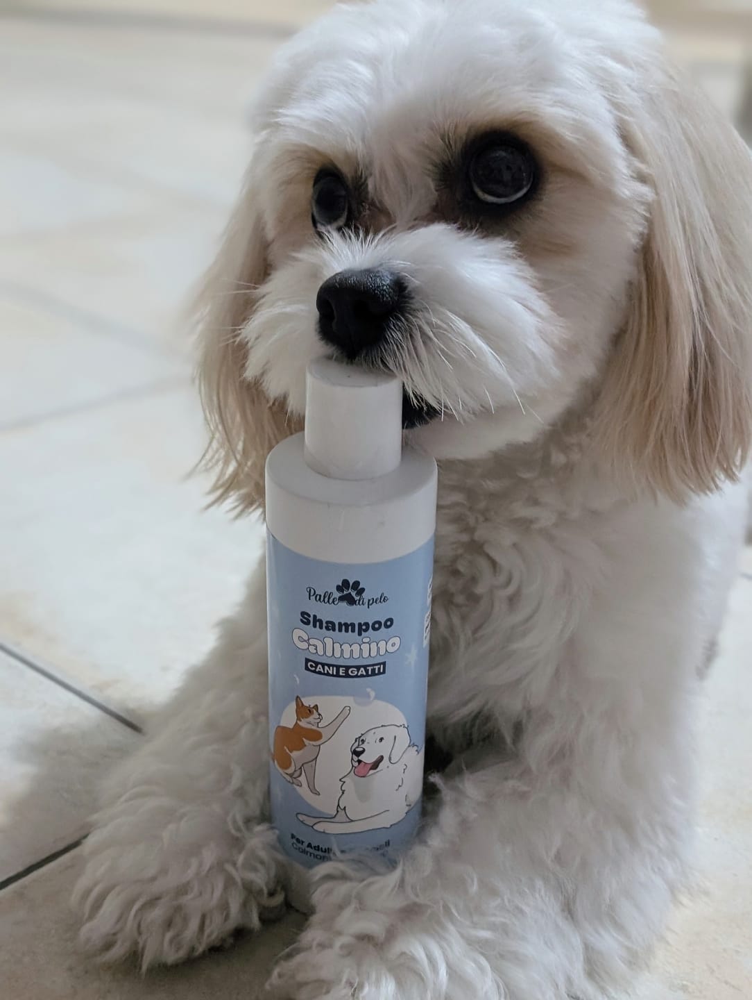 Customer photo review of CALMINO, Shampoo lenitivo e delicato per cani e gatti