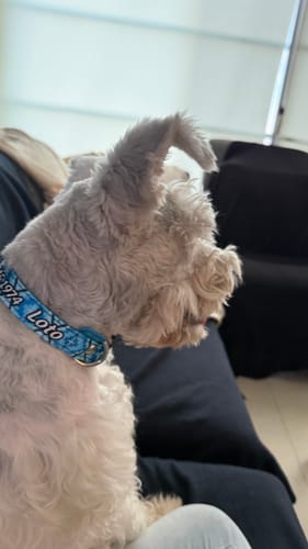 Customer photo review of Collar personalizado para Mascota: Space