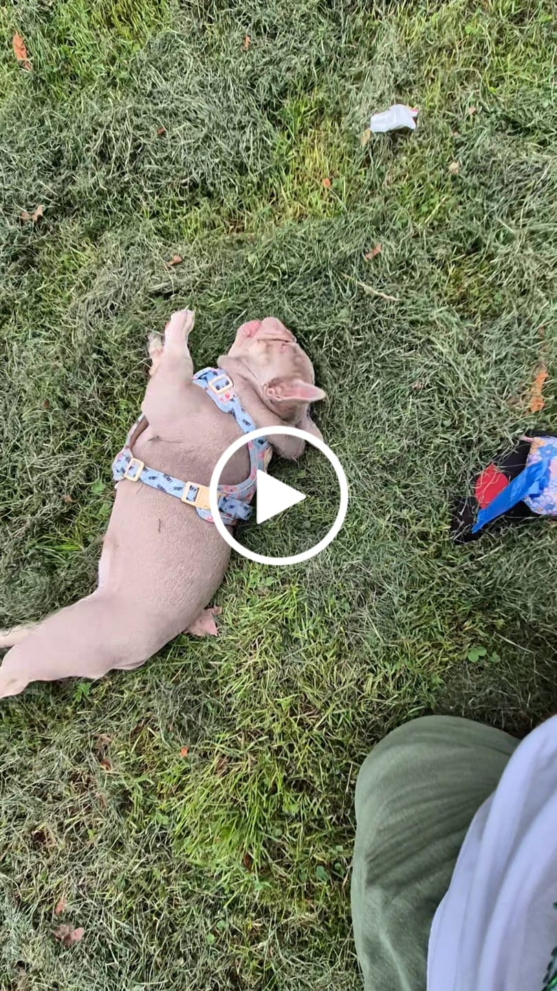 Customer video review of Disney© Tough Trails™ Harness - Winnie The Pooh