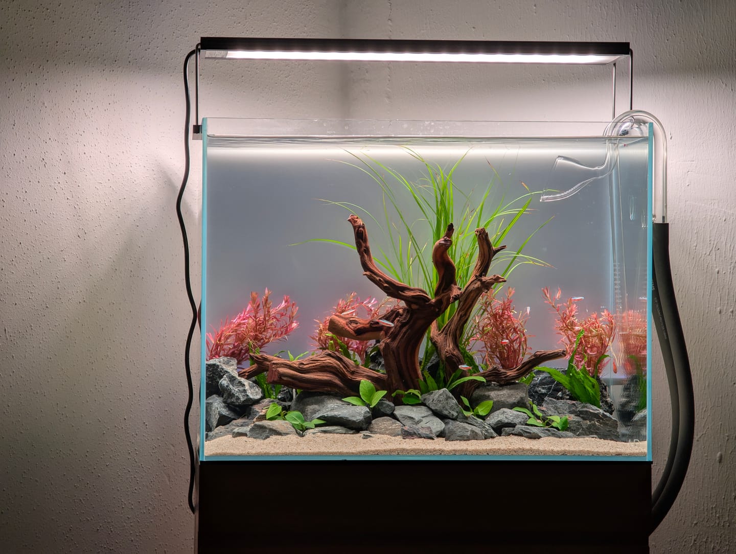 Customer photo review of Chihiros WRGB II Pro LED Light