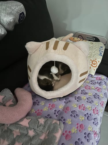 Customer photo review of Orange Kitty Cat Purrfect Cave