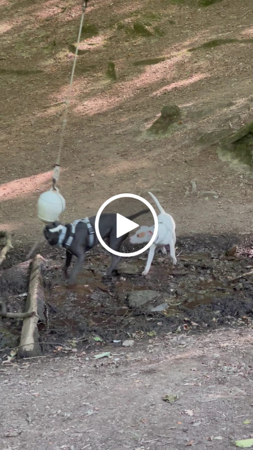 Customer video review of Ultra Harness - Anti pull - Grey