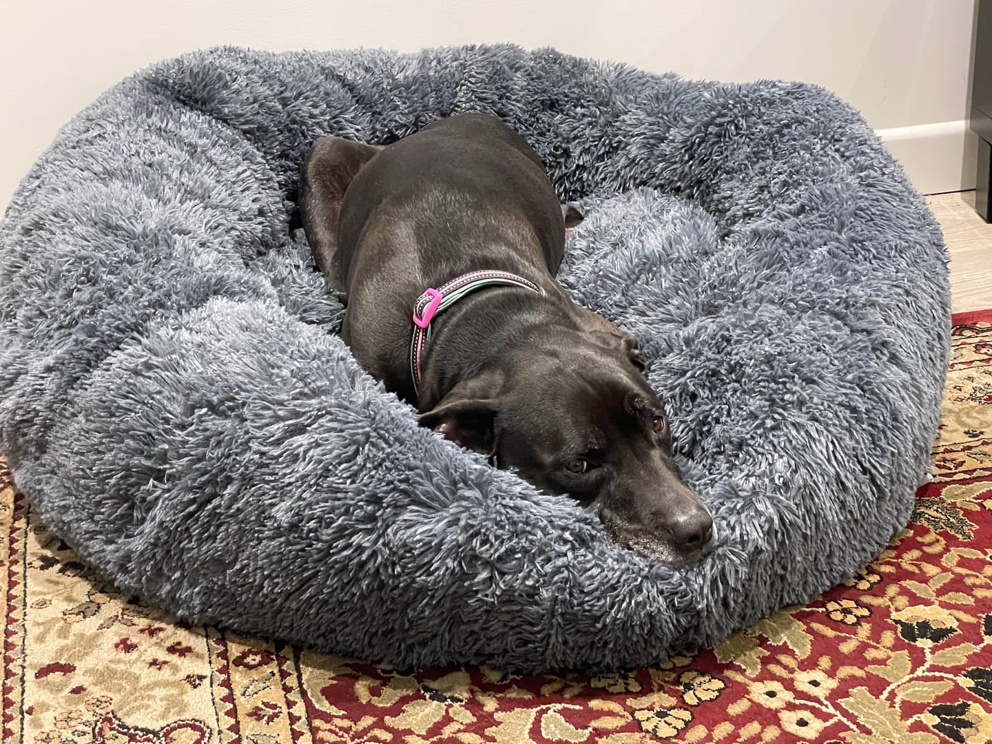 Customer photo review of Brooklyn® Deep Sleep Pet Bed