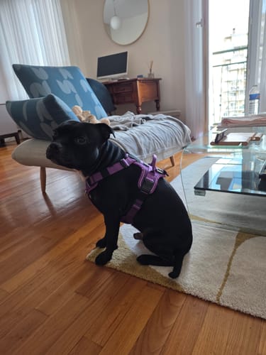 Customer photo review of Anti Pull Harness | With Handle & Lighter | Hurricane Harness - Purple