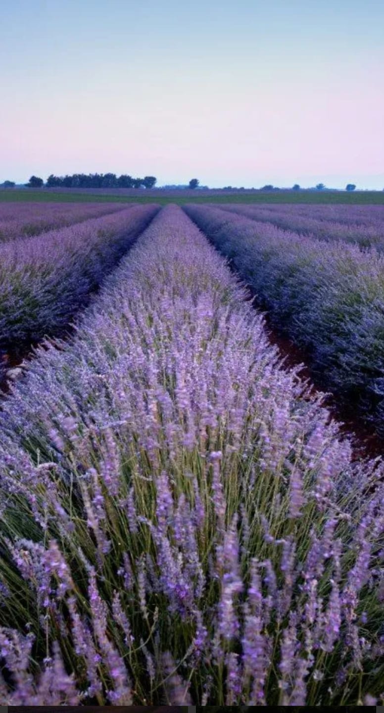 Customer photo review of Island Lavender Isle of Mull Bath Salts