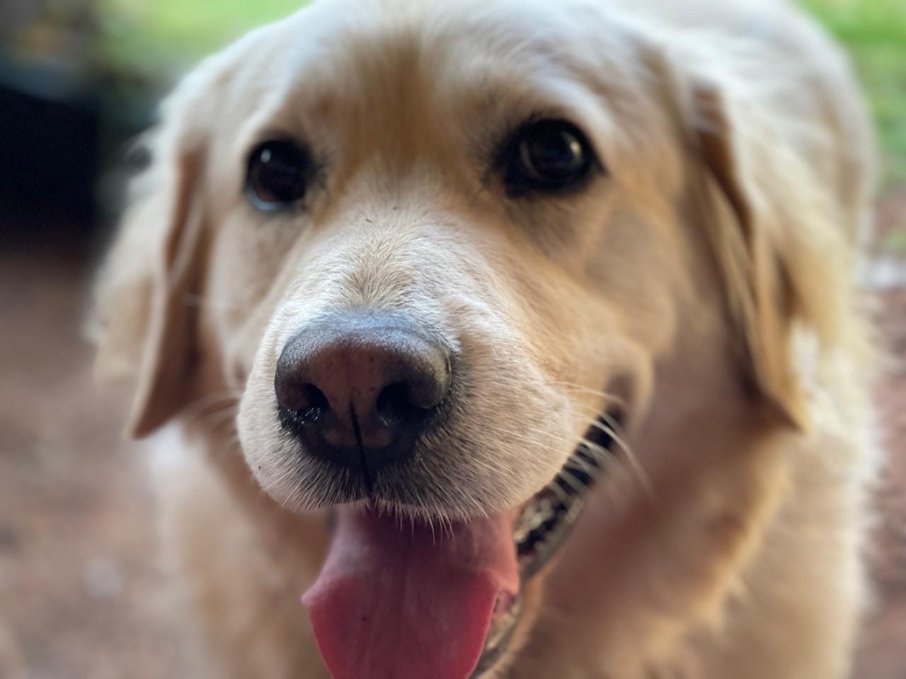 Customer photo review of Game Mince Sticks - Premium Pet Treat