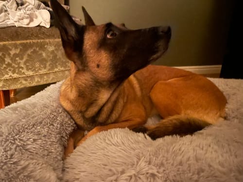 Customer photo review of CalmBed - Motverkar stress & hjälper mot ångest