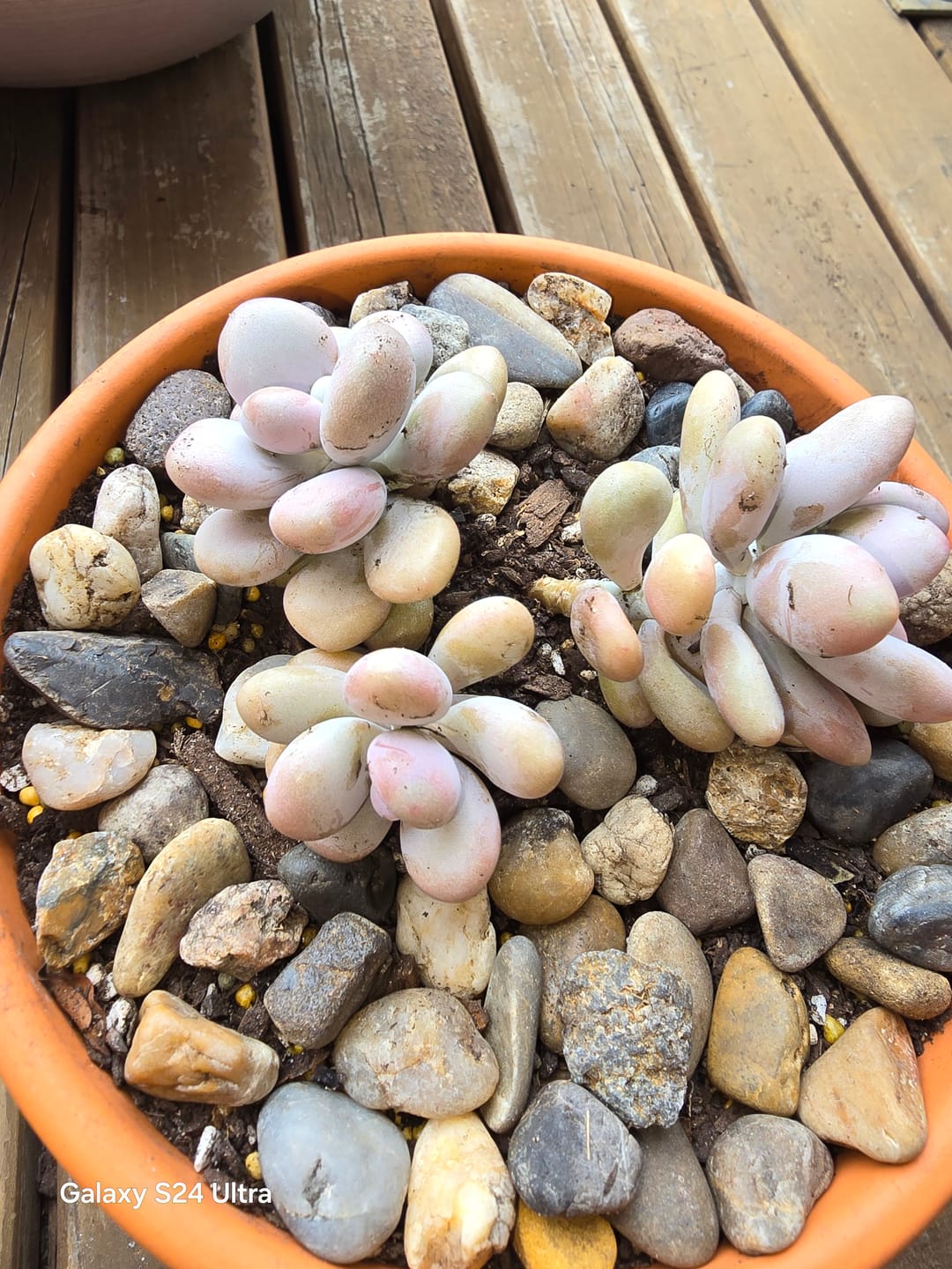 Customer photo review of Graptopetalum amethystinum - Lavender Pebbles