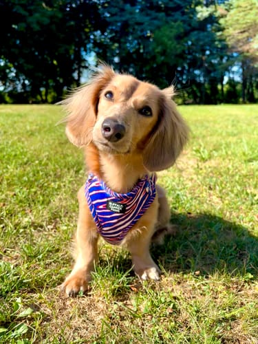 Customer photo review of BuffaPup Harness