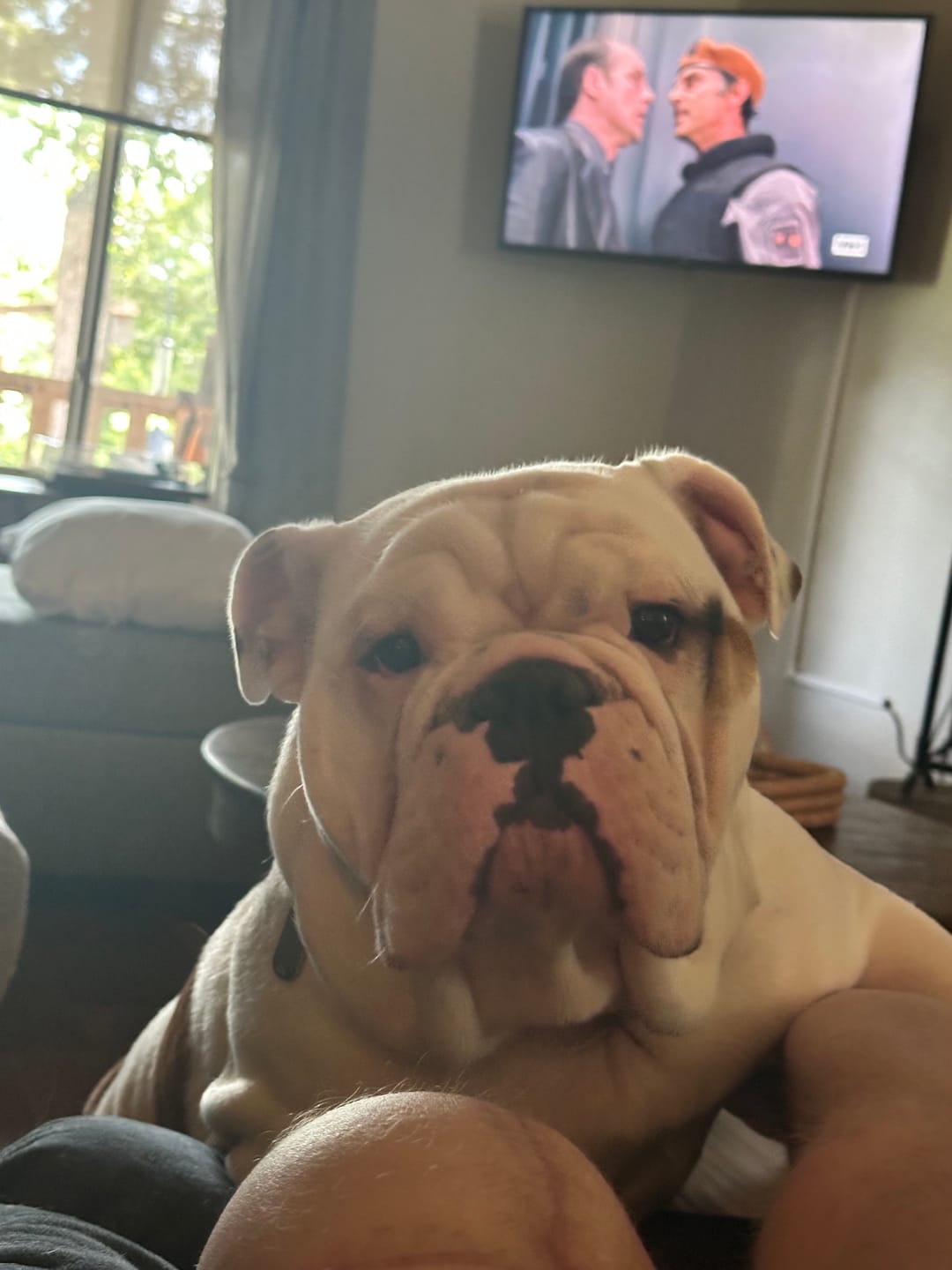 Customer photo review of 6 Inch Jumbo Bully Stick