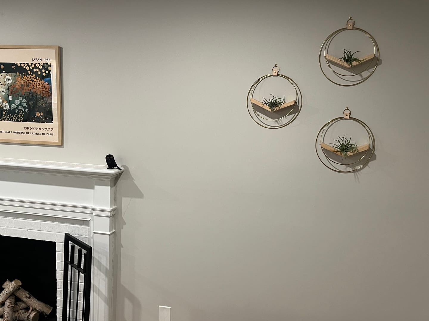 Customer photo review of Air Plant V-Hanger Trio