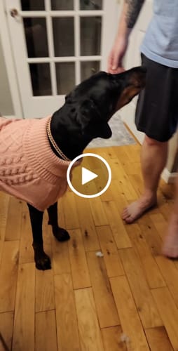 Customer video review of Cable Knit Dog Sweater - Pink