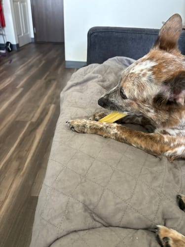Customer photo review of Yak Chew Pack – 6 Flavor-Infused Sticks