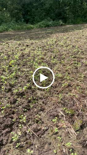 Customer video review of Domain Pounder - Kale