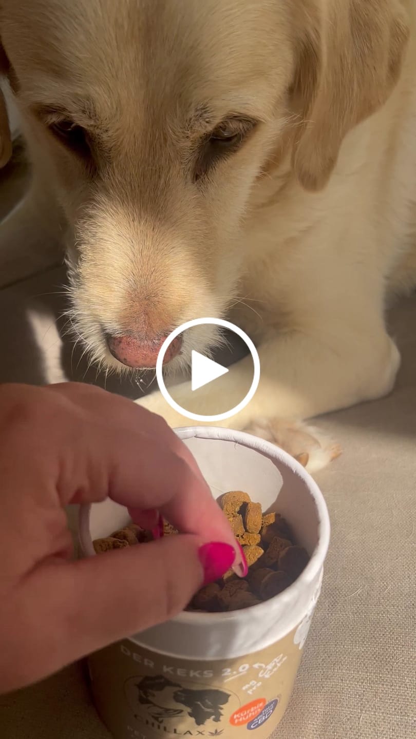 Customer video review of Hundekekse - Kürbis-Huhn - 2 mg CBD