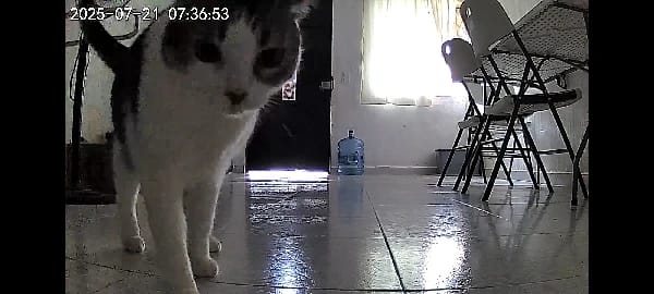 Customer photo review of 5L Double Bowls Smart Automatic Camera Feeder for Cat and Dog