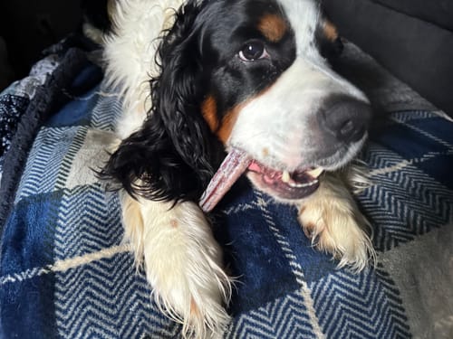 Customer photo review of Beef Gullet Jerky Sticks 6"