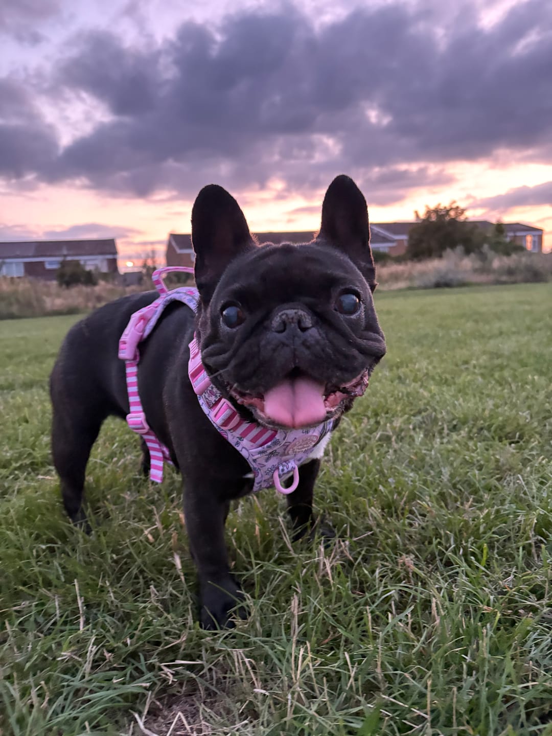 Customer photo review of Disney© Tough Trails™ Harness - Piglet