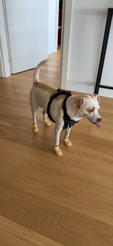 Customer photo review of WagWellies® Mojave