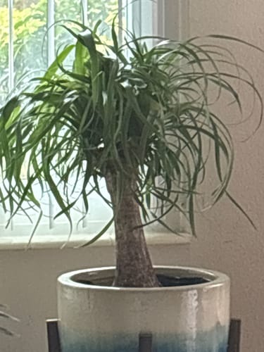 Customer photo review of Large Ponytail Palm