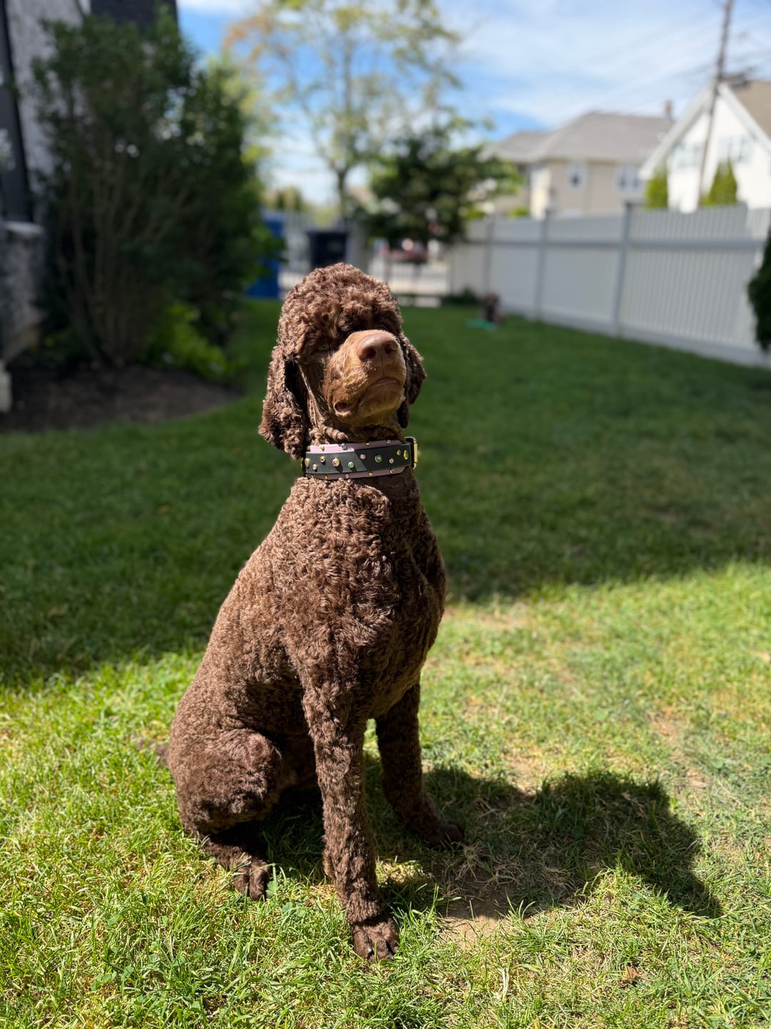 Customer photo review of The 'Bijou' Collar
