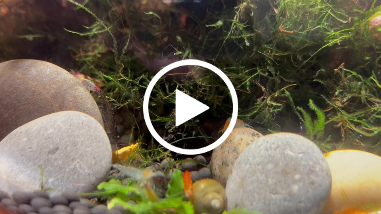 Customer video review of Orange Rili Shrimp