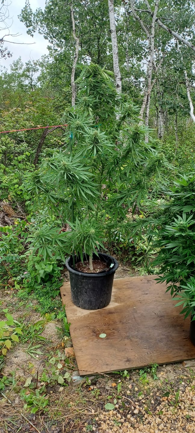 Customer photo review of Advanced Nutrients pH Perfect Bundle Grow, Micro and Bloom Trio