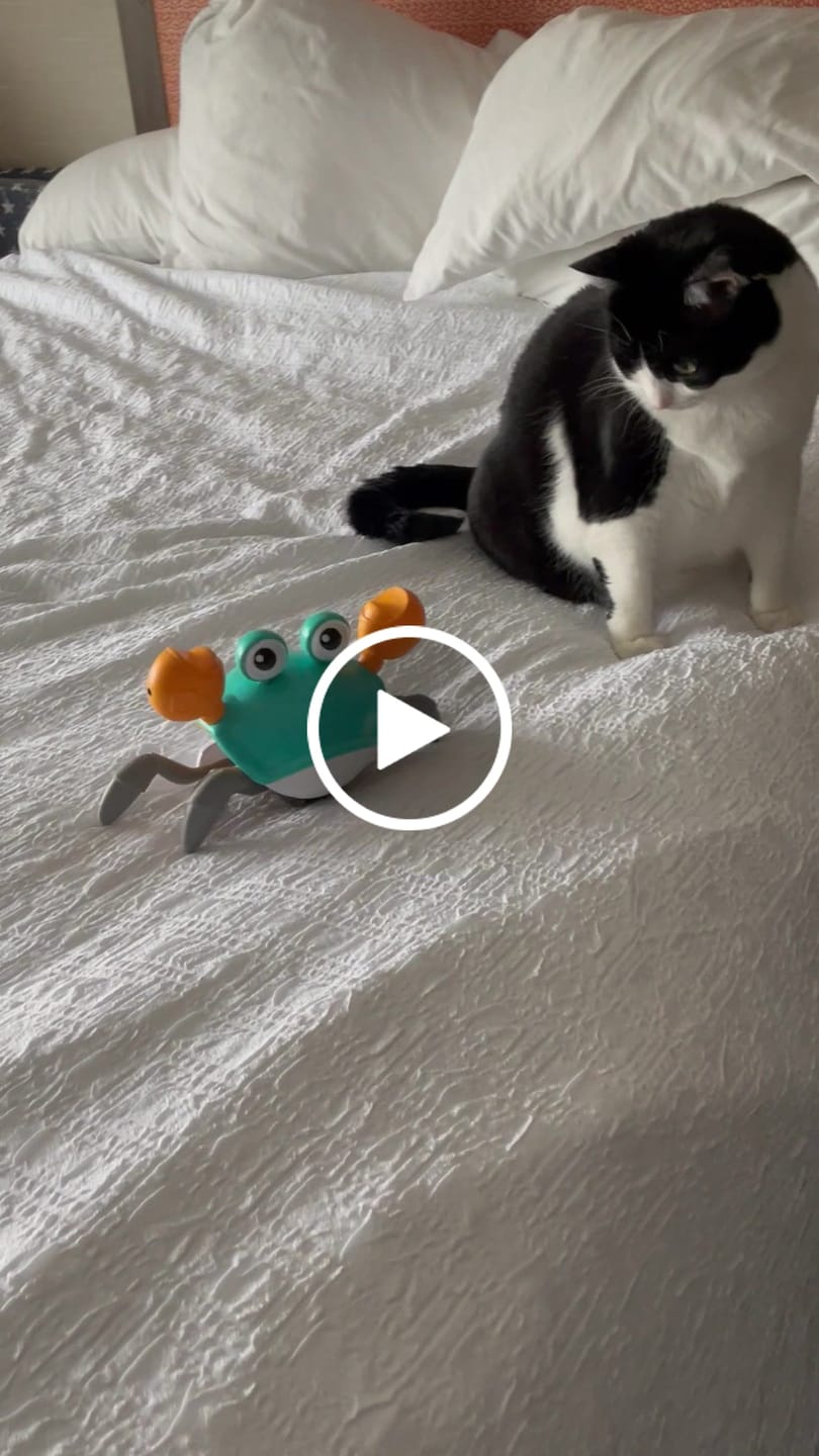Customer video review of The Crawly Crab™