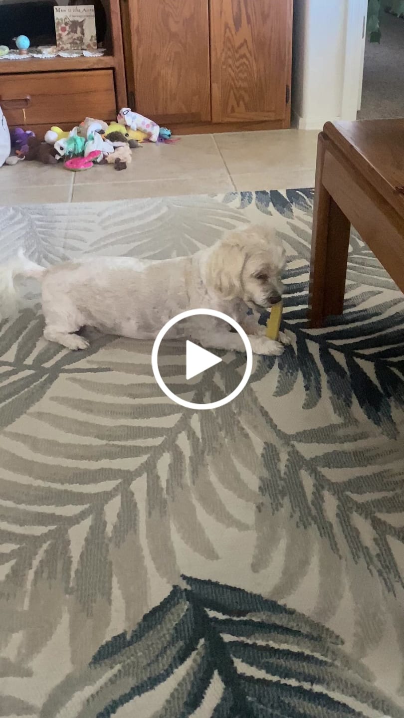 Customer video review of Coconut Yak Chews
