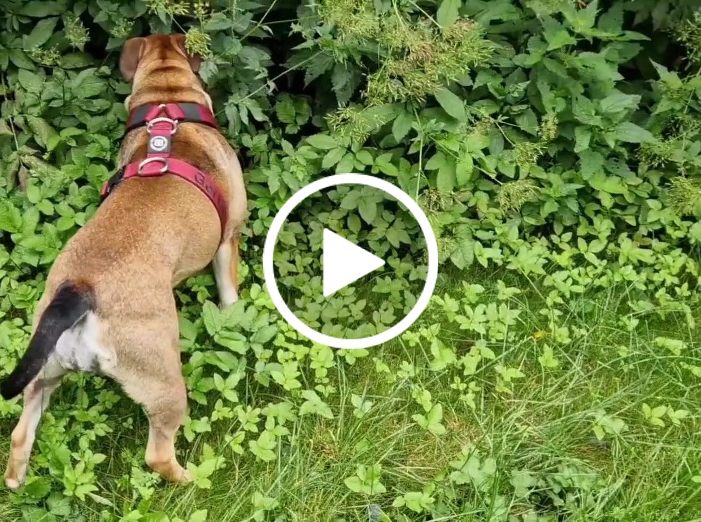 Customer video review of Training Anti Pull TRI-Harness® | M-XL Breeds - Burgundy