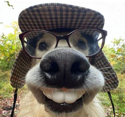 Customer photo review of 4th party BW BAIWEI TW1101 TW-1101 KO Studio Series SS-07 SS07 Grimlock with OP (Blue Transparent Version)34cm / 13.5"