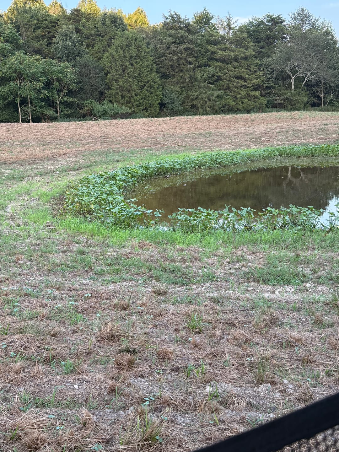 Customer photo review of Waterfowl Blend