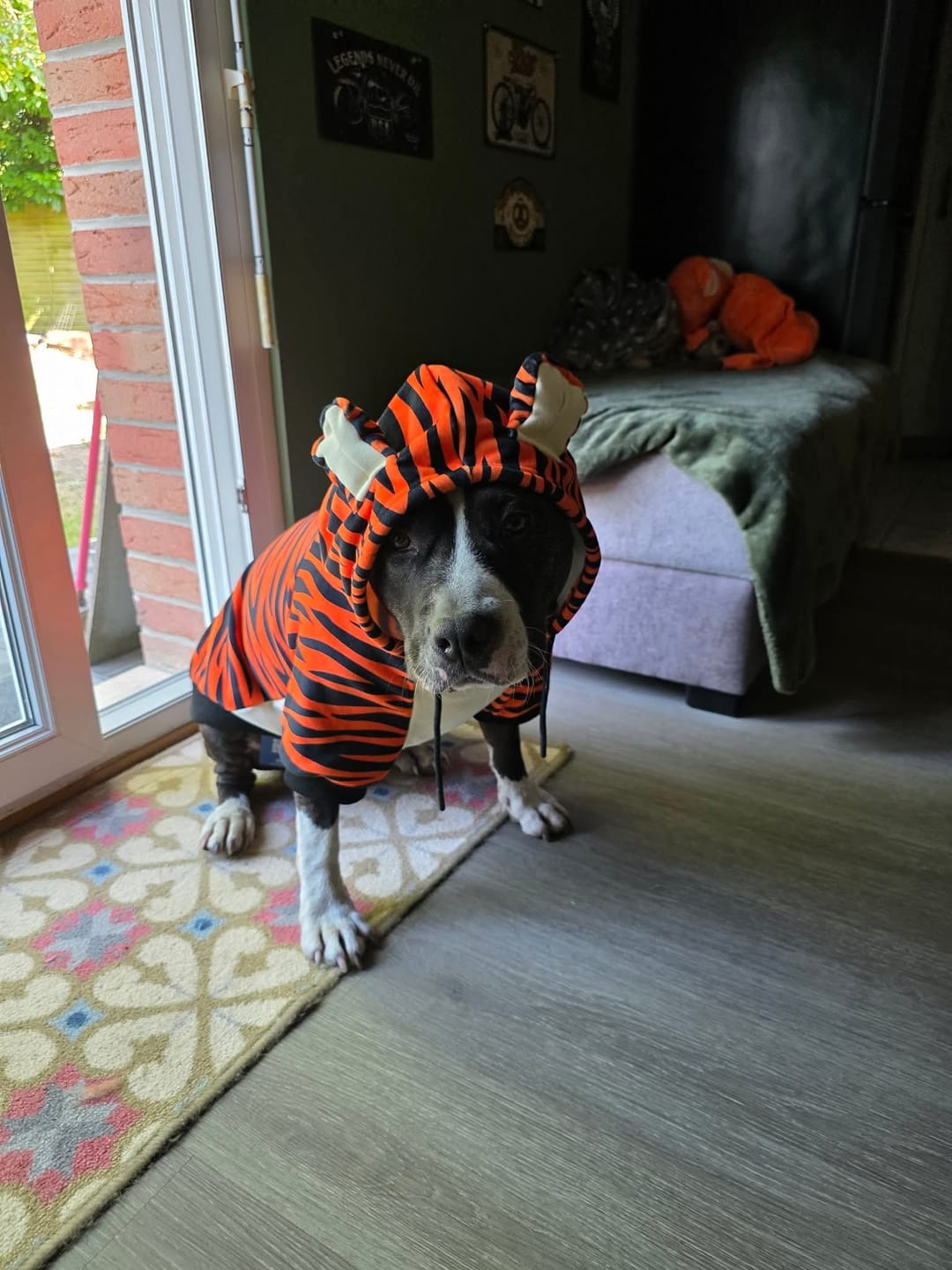 Customer photo review of Halloween Dog Hoodie - Tiger