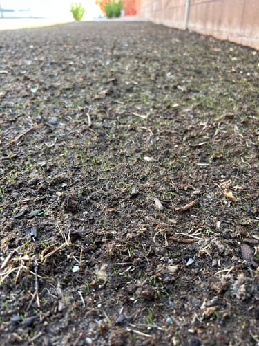 Customer photo review of GCI Turf Blue Heat Grass Seed