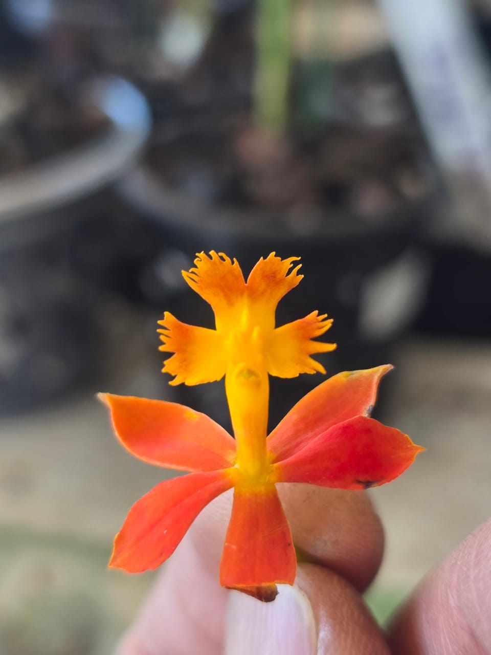 Customer photo review of Crucifix Orchid | Epidendrums| sp | Orchidaceae