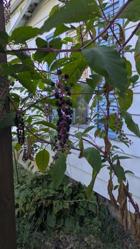 Customer photo review of Mushroom Gummies