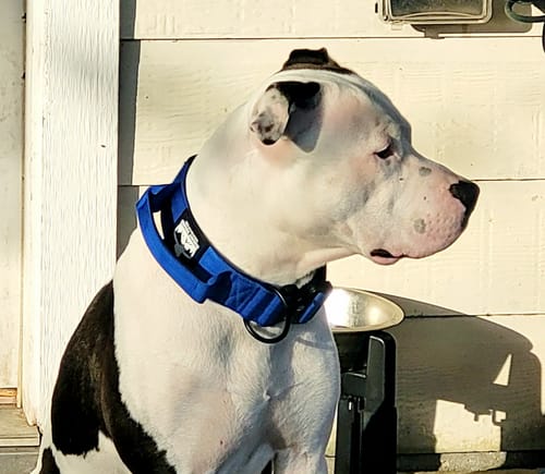 Customer photo review of Bully Proof Set Leash + Collar