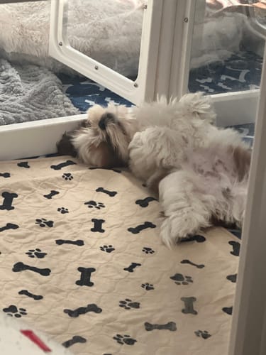 Customer photo review of Potty Buddy™ - The Durable Leak-Free Potty Pads