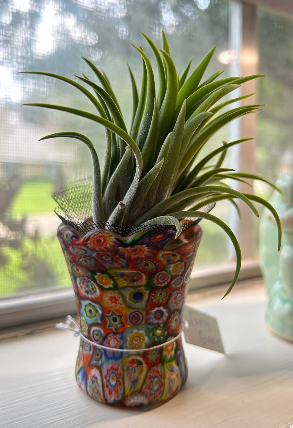 Customer photo review of Ionantha Curly Giant