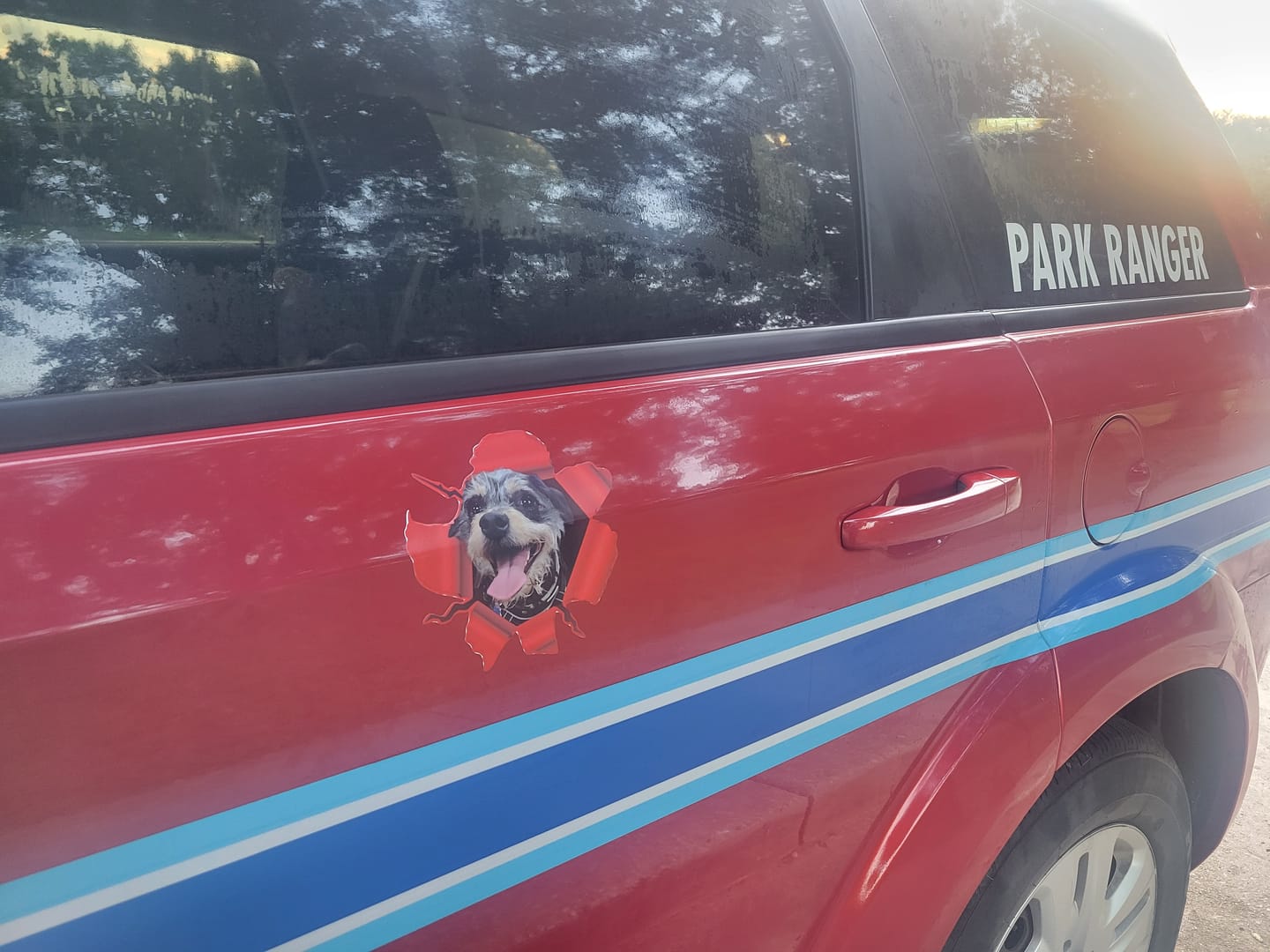 Customer photo review of Peeking photo – Personalized Car Sticker